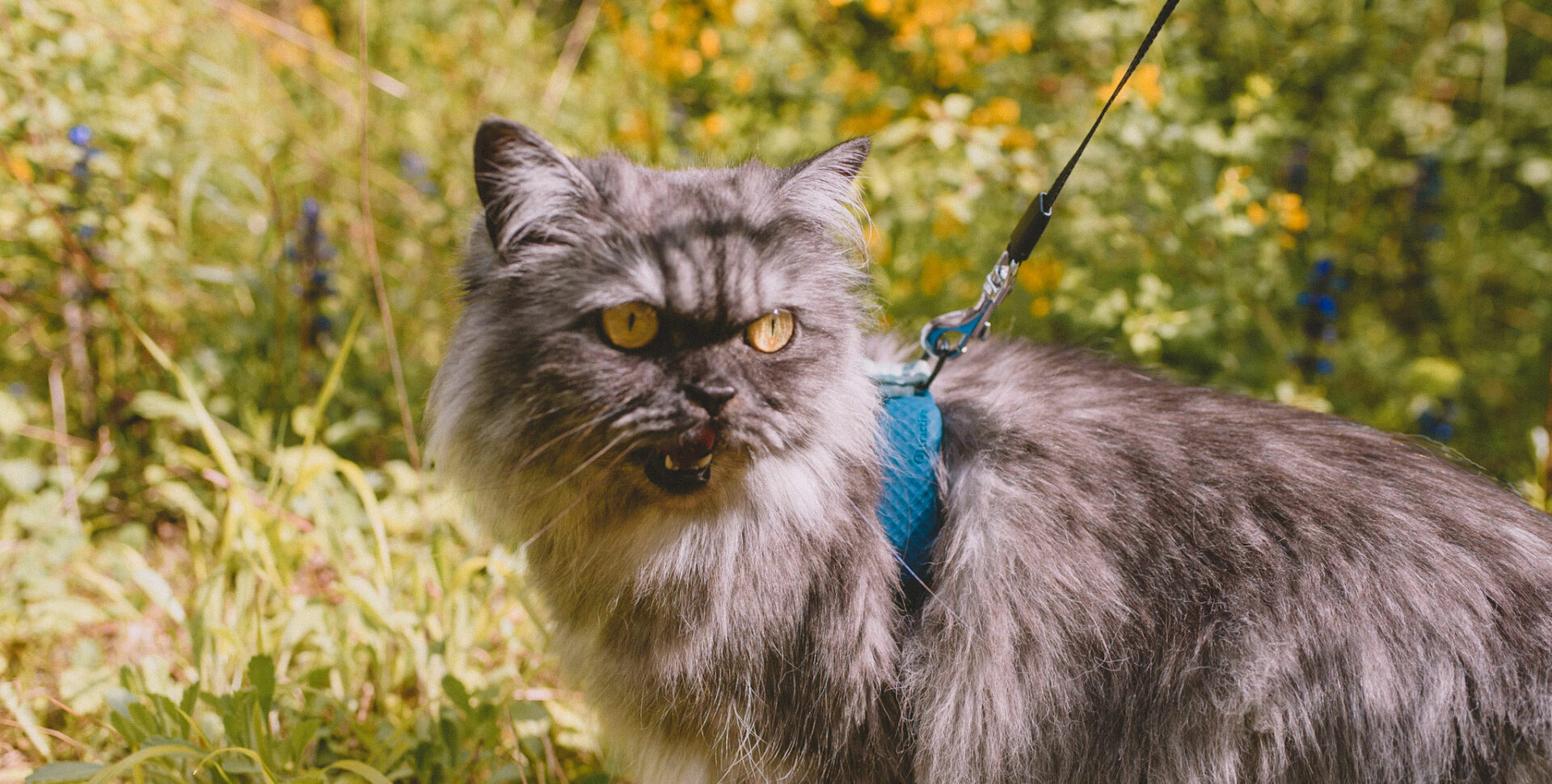 Suivre son chat grâce à un collier GPS, avis et test de Tractive