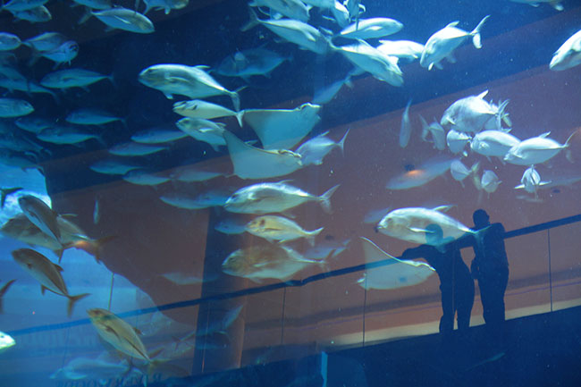 Dubai-Mall-aquarium