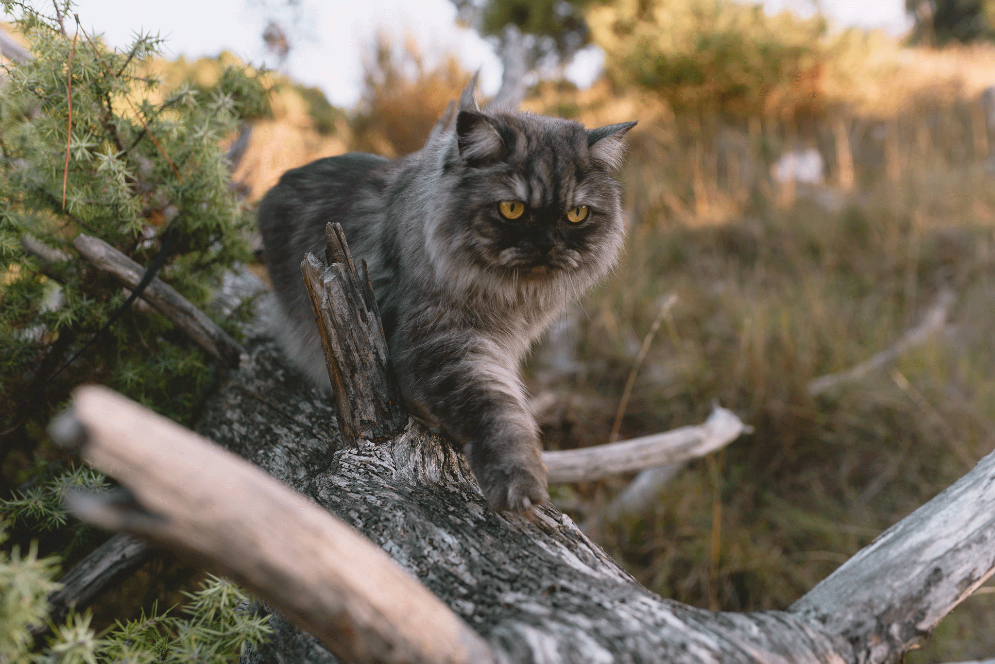 Comment Randonner Avec Son Chat Loiseau Rose 