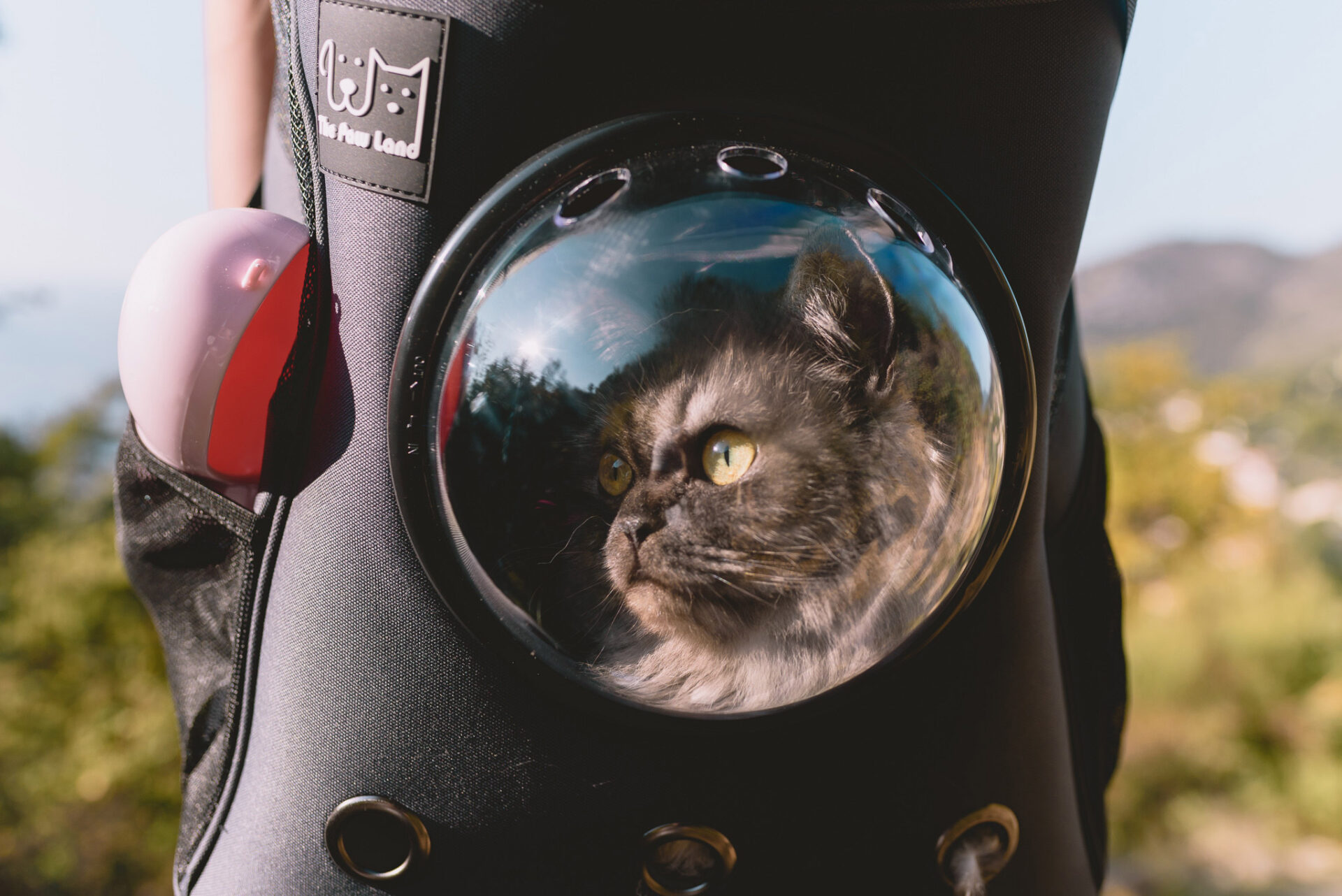 Comment Randonner Avec Son Chat Loiseau Rose 