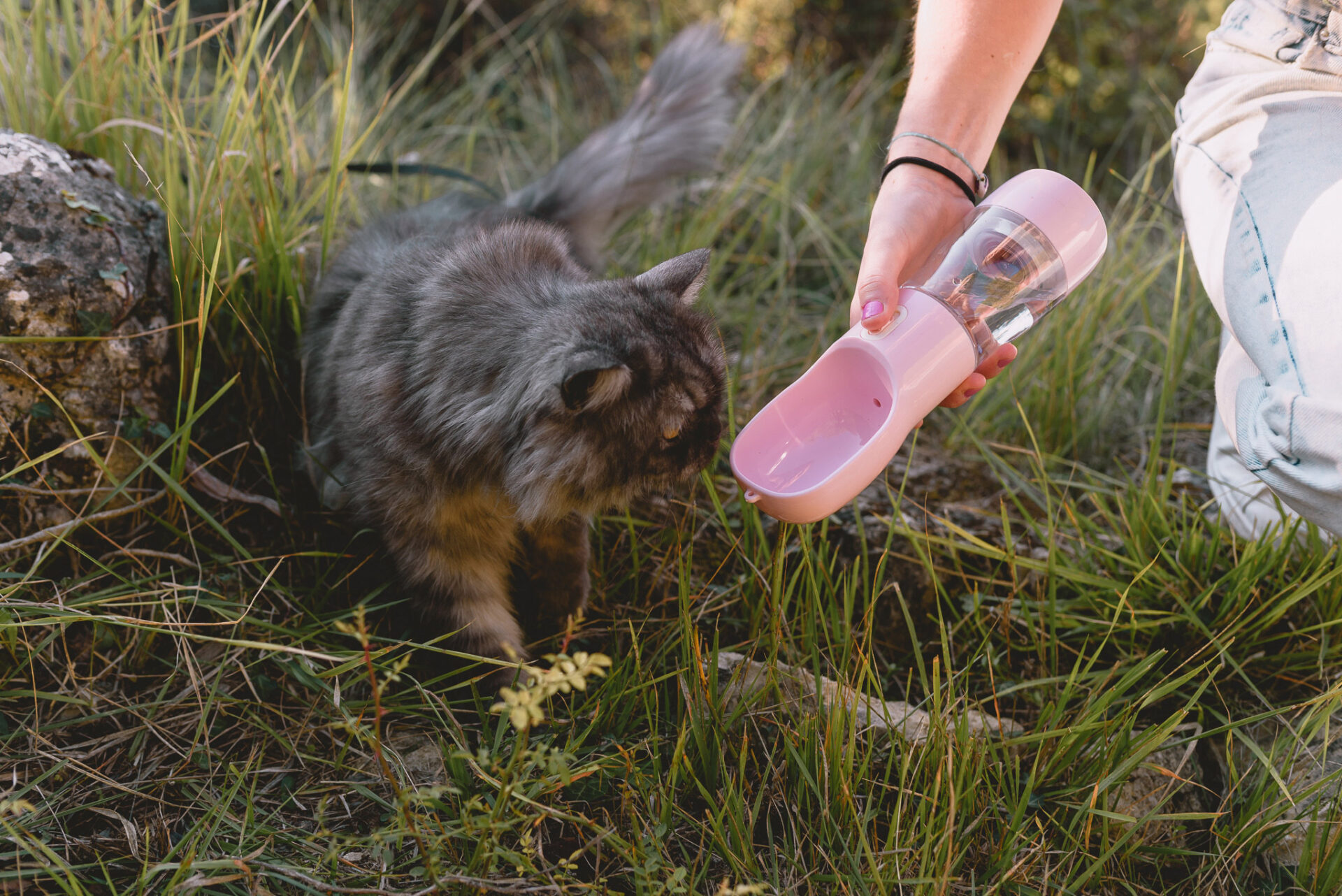 Comment Randonner Avec Son Chat Loiseau Rose 