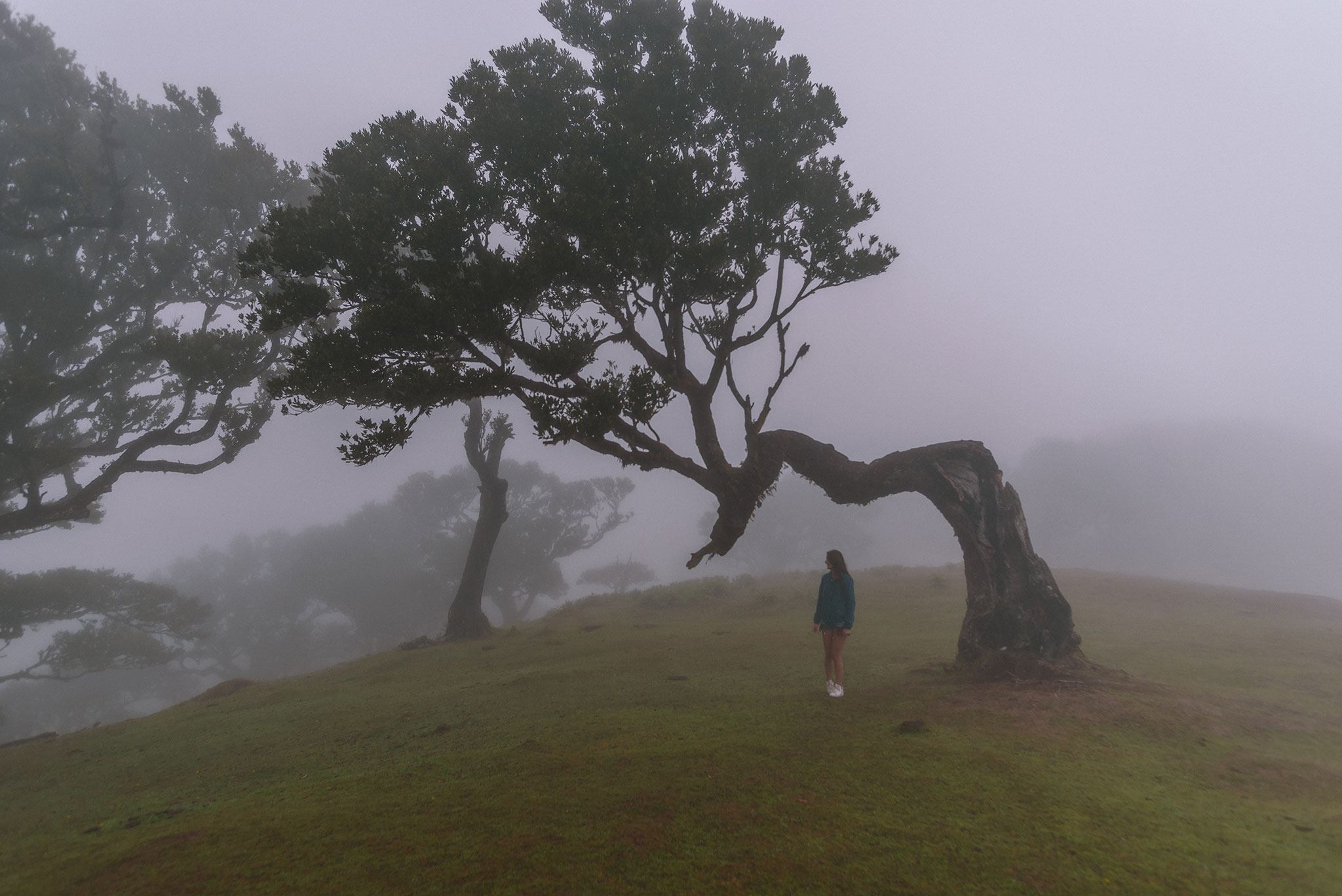 Ambiance brume aux arbres de Funchal à Madère