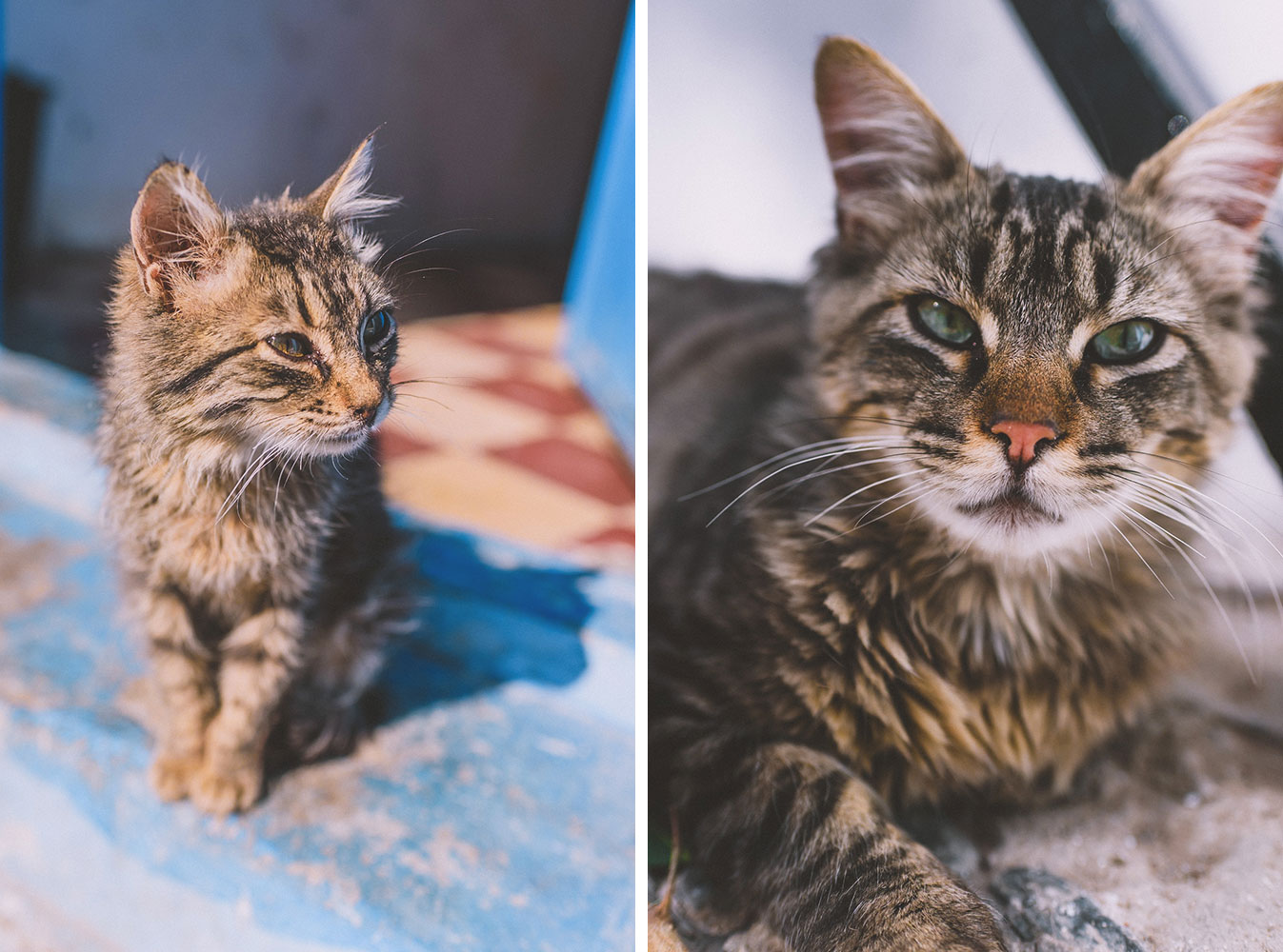 Chats du Maroc à Chefchaouen