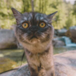 Comment voyager avec son chat ?