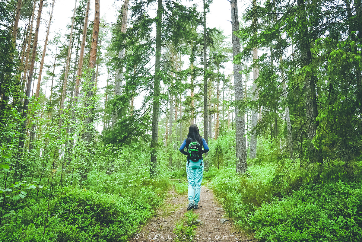 finlande-foret-randonnée