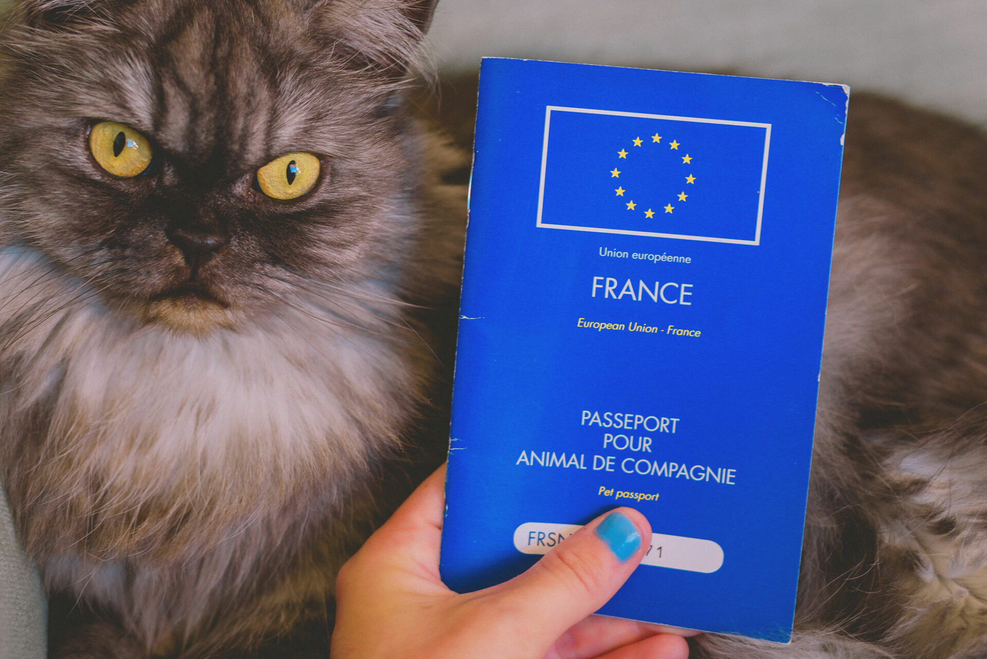 Passeport pour chat