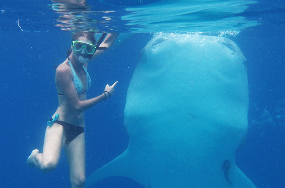 Nager avec les requins baleines aux Philippines
