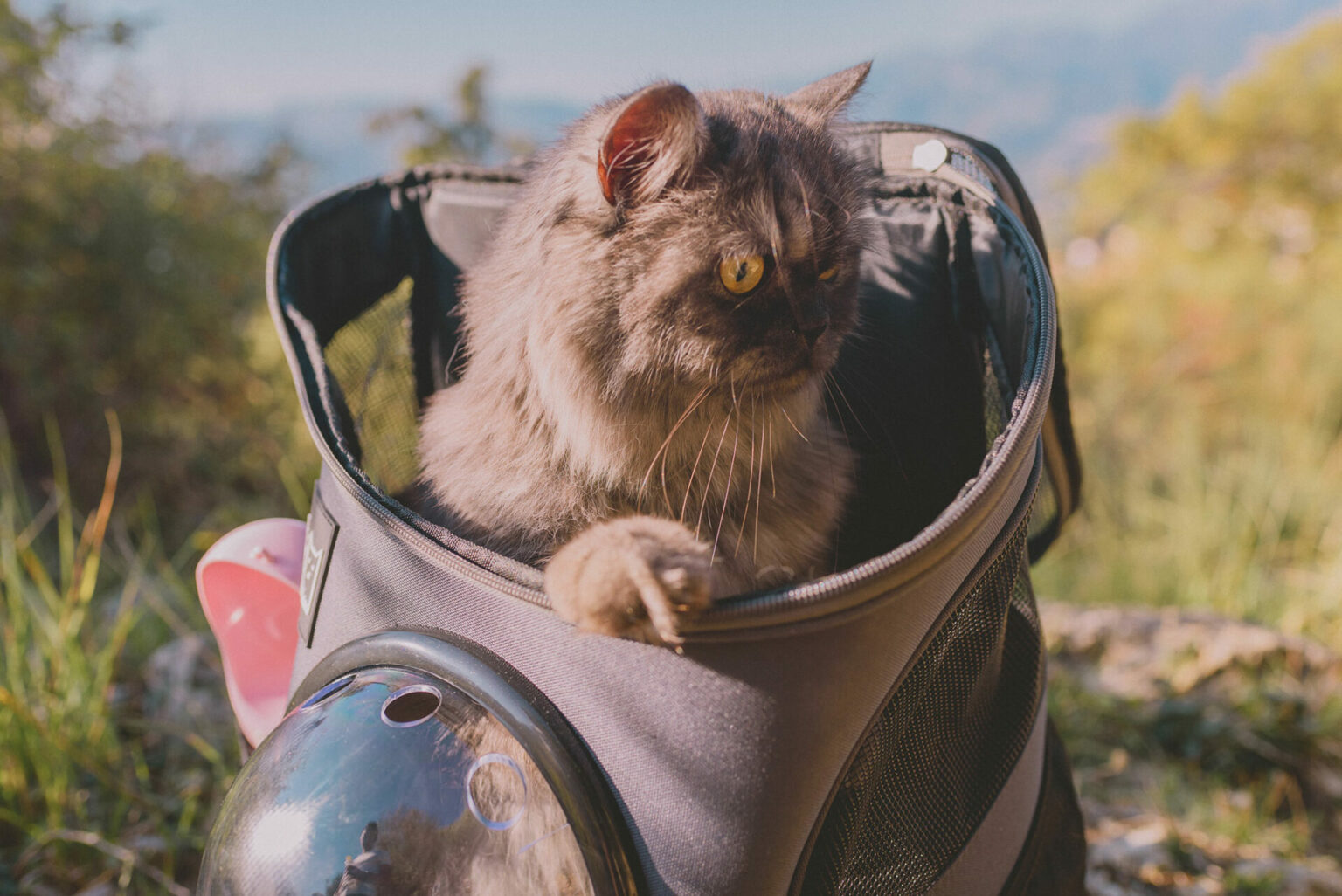 Comment faire pour voyager avec son chat ? L