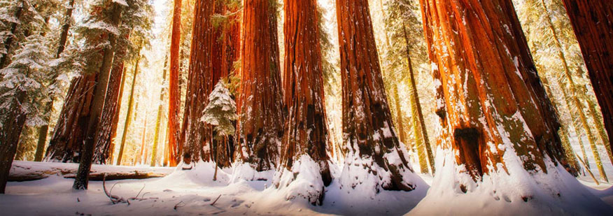 séquoia-national-parc